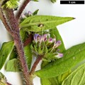 SpeciesSub: subsp. exasperatum